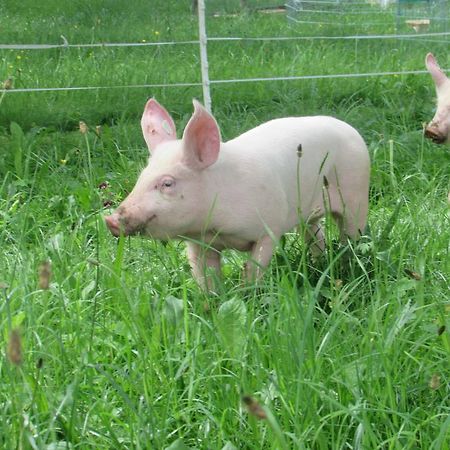 Ferienhof Breitenbaumer Spital Am Pyhrn Bagian luar foto