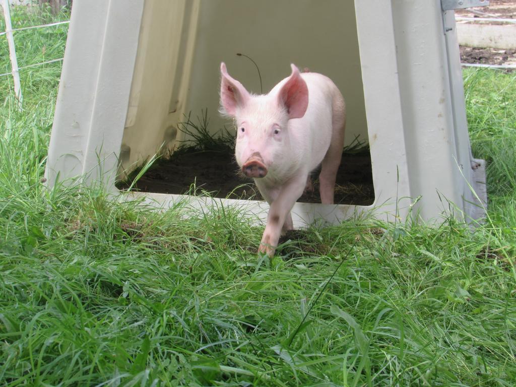 Ferienhof Breitenbaumer Spital Am Pyhrn Bagian luar foto